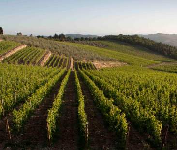 Riconversione vigneti in Sicilia, graduatoria definitiva