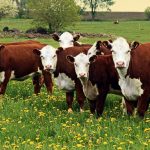 Treviso, mucche attaccano famiglia di escursionisti sul Monte Grappa