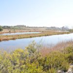 Augusta, proseguono le tante iniziative  per salvaguardare le saline del Mulinello