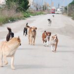 Gestione dei randagi: l’assessore chiama ma in tante associazioni non rispondono