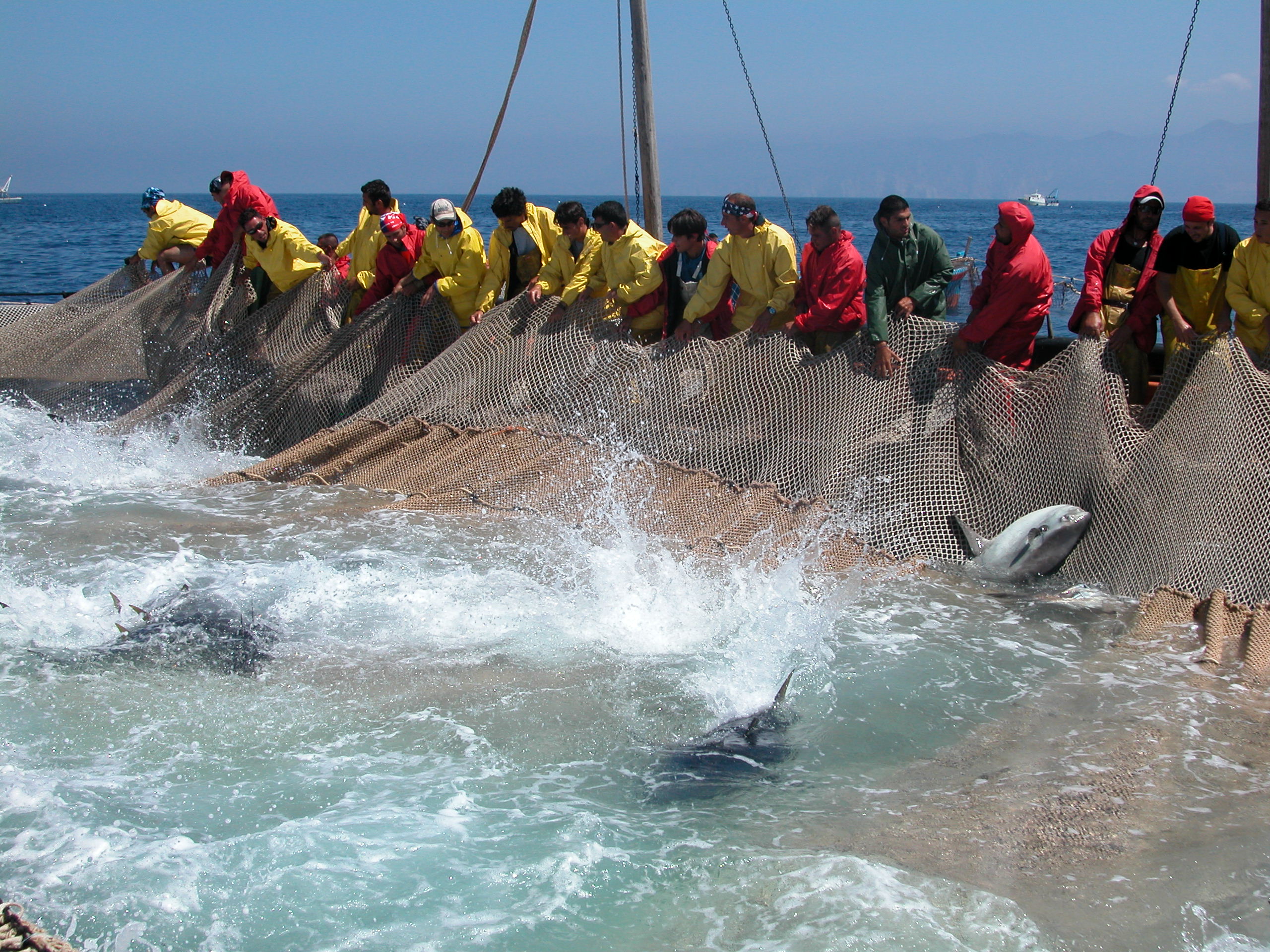 Una “rotta” per valorizzare la filiera del tonno rosso