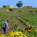 Il vino da tavola siciliano marcisce nelle cantine. Export per 72 mln € contro il miliardo del Veneto