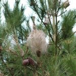 Più controlli sul fronte processionaria: ordinanza a firma del sindaco Dipietro