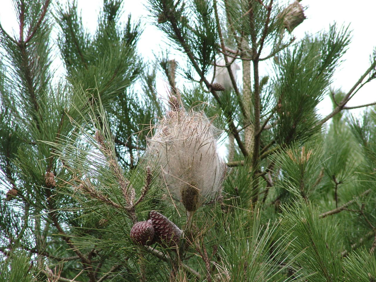 Più controlli sul fronte processionaria: ordinanza a firma del sindaco Dipietro