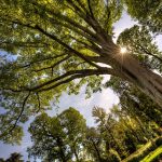 Alberi e parchi aiutano l’umore e scoraggiano la microcriminalità