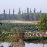 Ripristino delle aree europee degradate. Le tappe del Piano Ue per l’ambiente