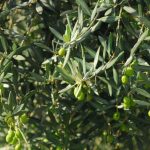 Dalla molitura delle olive un combustibile per produrre energia