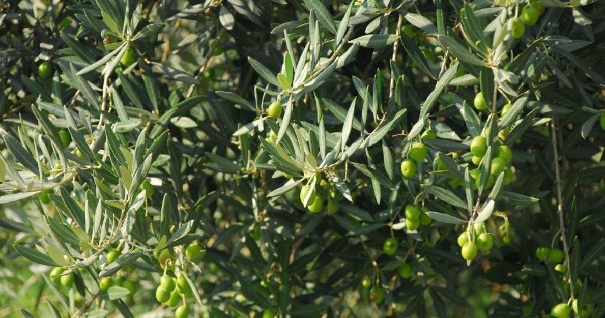 Dalla molitura delle olive un combustibile per produrre energia Dalla molitura delle olive un combustibile per produrre energia