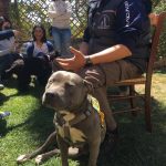 I cani possono salvare le persone con diabete