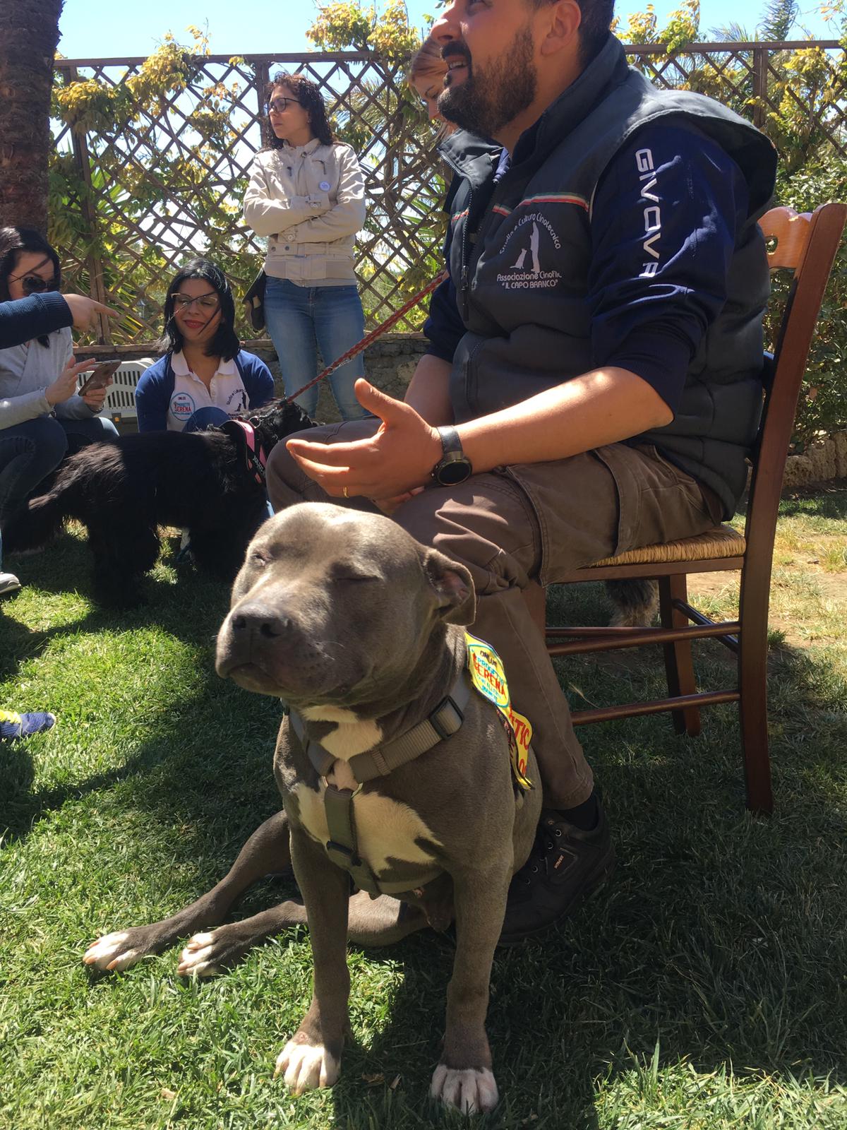 I cani possono salvare le persone con diabete