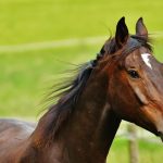 Fiera mediterranea del Cavallo, mostra archeologica a Ambelia