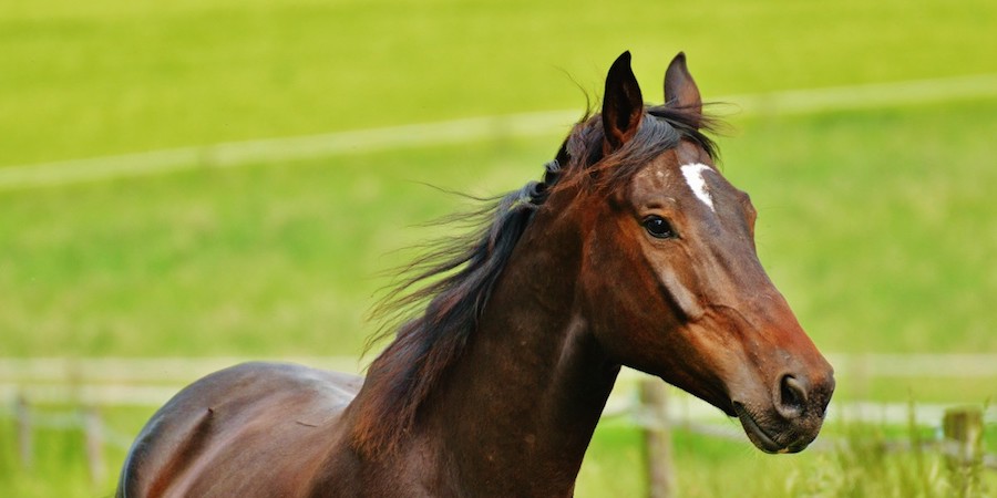 Fiera mediterranea del Cavallo, mostra archeologica a Ambelia Fiera mediterranea del Cavallo, mostra archeologica a Ambelia