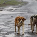 Randagismo, Palmeri e Siragusa (M5s): “Linee guida lacunose, il Governo le revochi”