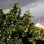 Agricoltura: al via in Sicilia i Distretti del cibo