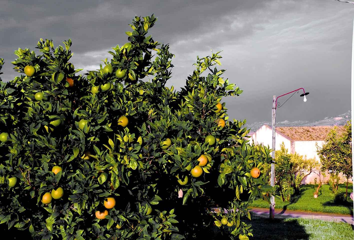 Agricoltura: al via in Sicilia i Distretti del cibo