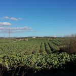 Fondi contro la fuga dal calatino, c’è il sì al preliminare di strategia