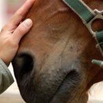 Inclusione sociale al galoppo Giornata per alunni disabili