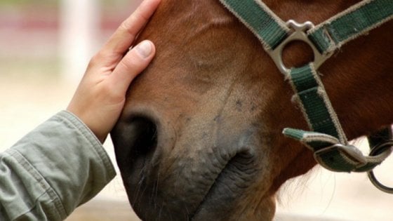 Inclusione sociale al galoppo Giornata per alunni disabili