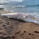 Dalle pance dei capodogli  l’urlo del mare, vittima della plastica