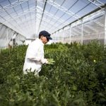 Cannabis legale: una sentenza vieta la vendita dei prodotti derivati