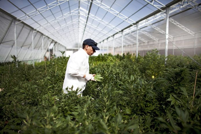 Cannabis legale: una sentenza vieta la vendita dei prodotti derivati