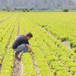 Crisi agricoltura e pesca, in Sicilia 60 milioni di euro per garantire una “boccata d’ossigeno” ai settori