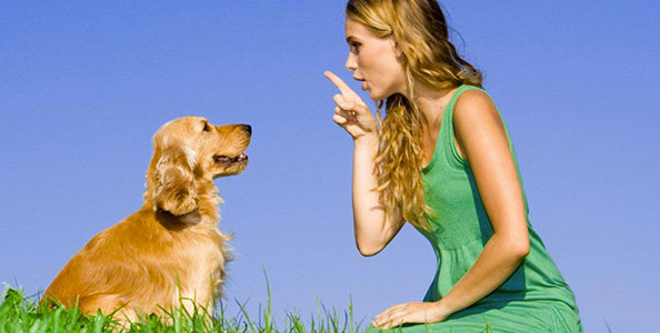 Va da amante con la scusa di fare uscire il cane, cucciolo “sbugiarda” marito Va da amante con la scusa di fare uscire il cane, cucciolo “sbugiarda” marito