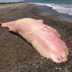 Stromboli: un altro capodoglio trovato morto in Sicilia