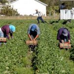 Regolarizzazione dei lavoratori, “ancora poche istanze” dall’Isola