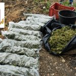 Catania, 700 piante di marijuana alte un metro in appartamento