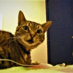 Covid, scoperta variante inglese in gatto domestico, primo caso