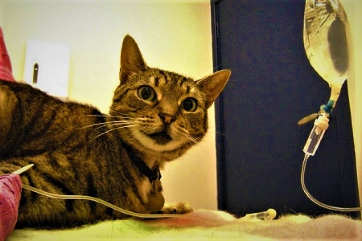 Covid, scoperta variante inglese in gatto domestico, primo caso