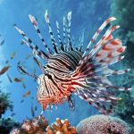 Riscaldamento globale e “alieni” stanno cambiando il Mediterraneo