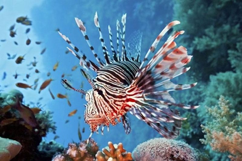 Riscaldamento globale e “alieni” stanno cambiando il Mediterraneo