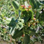 Maltempo: Bronte, grandine e vento, duro colpo all'”oro verde”