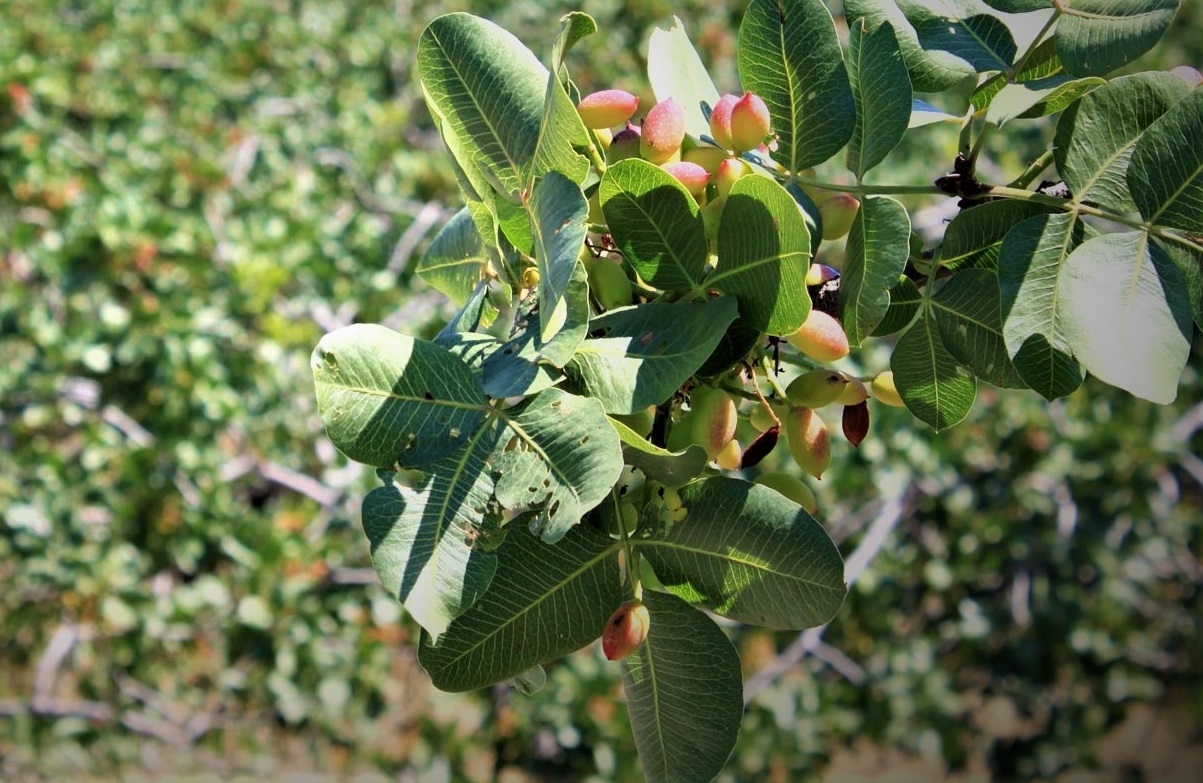 Maltempo: Bronte, grandine e vento, duro colpo all'”oro verde”