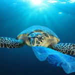 Plastic tax, Confapi “Colpita pesantemente anche la Sicilia”