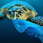 Soccorsa nelle Eolie tartaruga che aveva ingoiato plastica