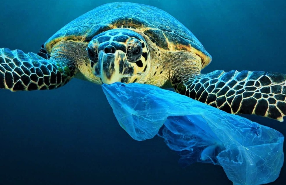 Soccorsa nelle Eolie tartaruga che aveva ingoiato plastica