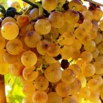 Uva siciliana in Canada e Uruguay, scattano i controlli