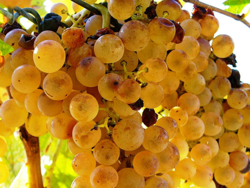 Uva siciliana in Canada e Uruguay, scattano i controlli