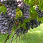 Il Comune di Canicattì scende in campo per promuovere l’enogastronomia locale