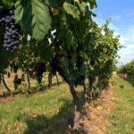 Venti milioni per la ristrutturazione dei vigneti