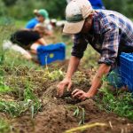 Bandi Psr, “Nessun rischio disimpegno fondi”