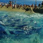 Fishtuna Festival, tonno protagonista delle isole Egadi