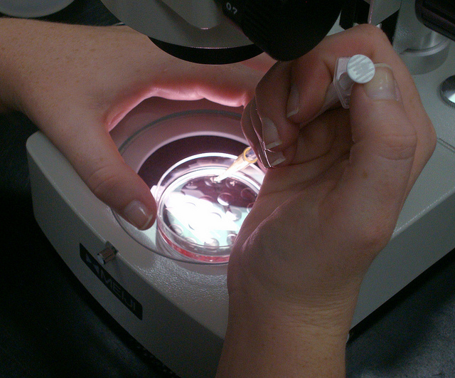 Embrioni umani dalle cellule staminali: la scoperta che pone nuovi interrogativi etici Embrioni umani dalle cellule staminali: la scoperta che pone nuovi interrogativi etici