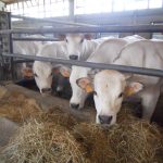 Collaborazione tra Comune e geologi per supportare gli allevamenti locali