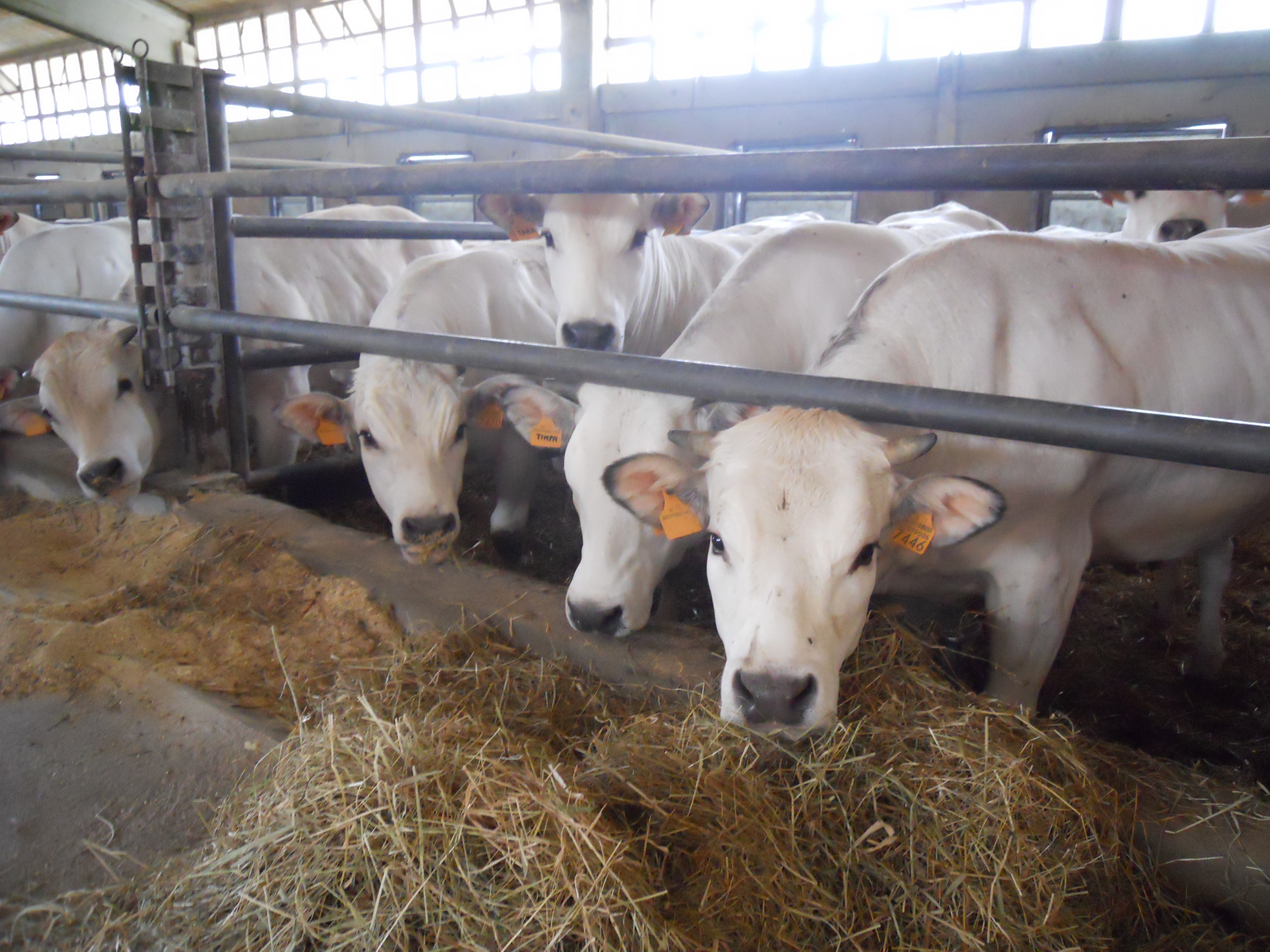 Collaborazione tra Comune e geologi per supportare gli allevamenti locali