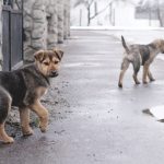 Palermo, protocollo d’intesa per contrastare il randagismo