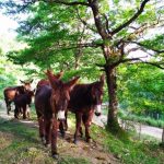 “Legalità di razza” arriva sui Nebrodi. Asini sì, ma contro la mafia dei pascoli